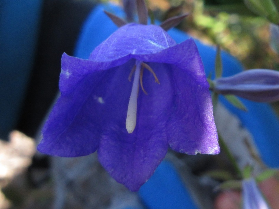 Adenophora grandiflora