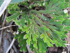 Selaginella tamariscina