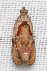 Zomaria interruptolineana