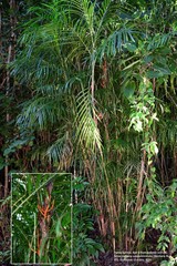 Chamaedorea seifrizii