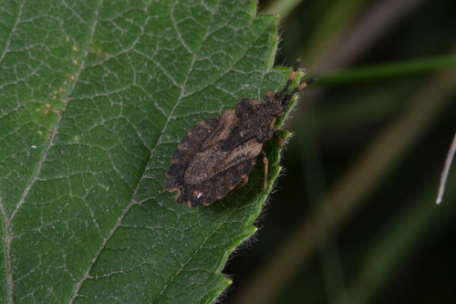 Aradus versicolor