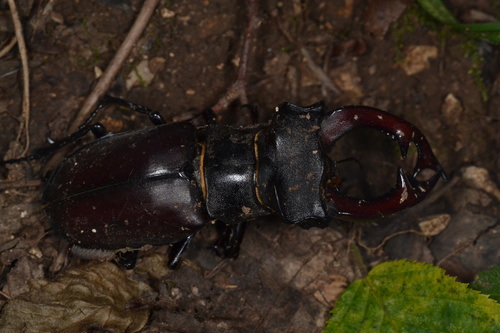 Lucanus cervus