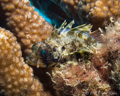 Dendrochirus barberi