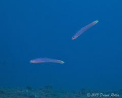 Ptereleotris heteroptera