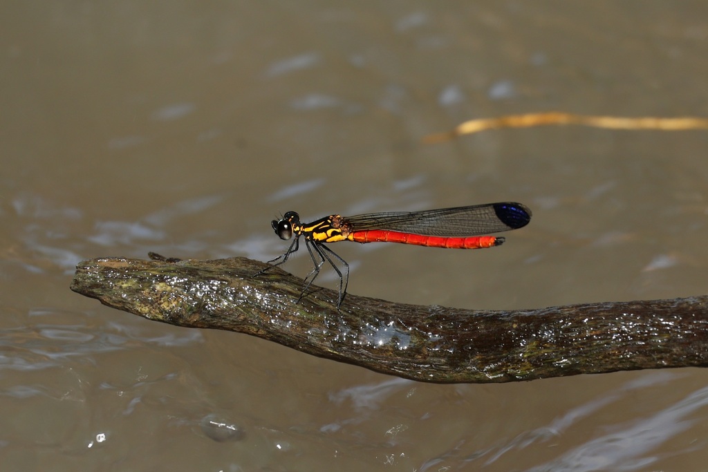Libellago rufescens (Libellago rufescens)