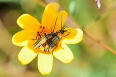 Chauliognathus hieroglyphicus