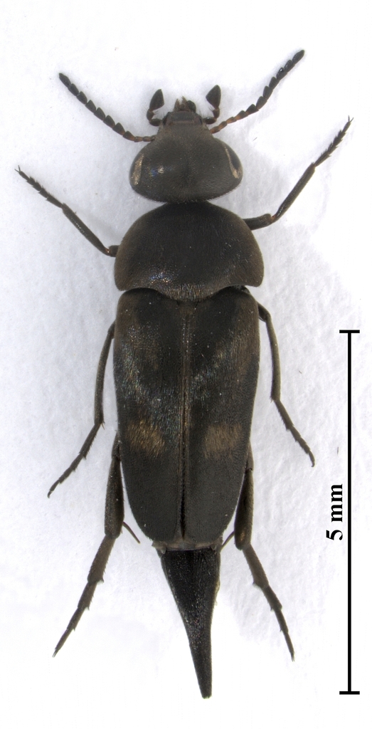 Variimorda basalis