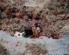 Odontodactylus brevirostris