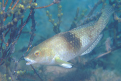 Notolabrus tetricus