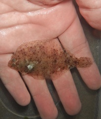 Smallmouth Flounder photo 1