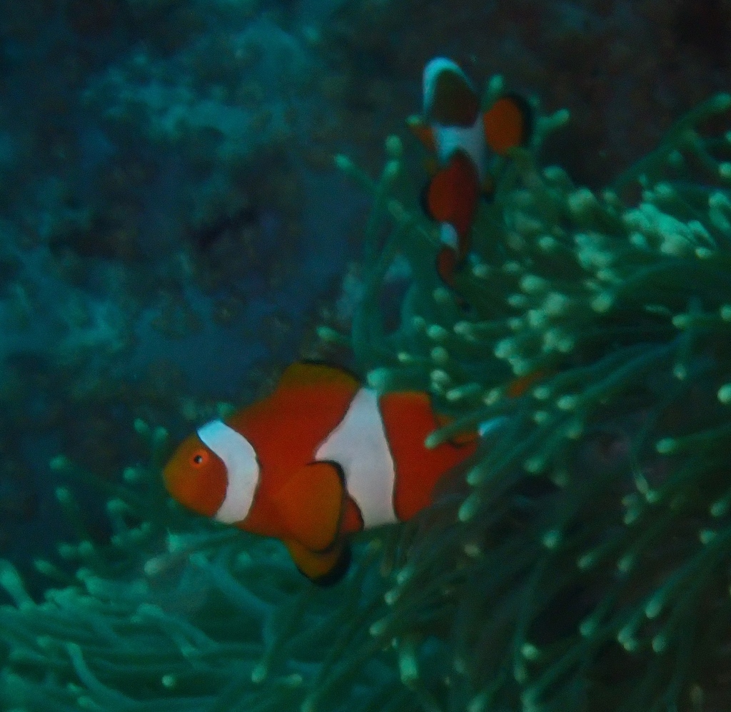 blackfinned clownfish