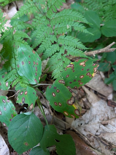 Phyllosticta cruenta
