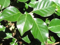 Elaeagnus macrophylla