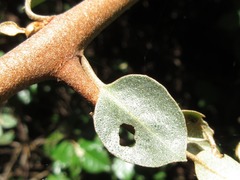 Elaeagnus macrophylla