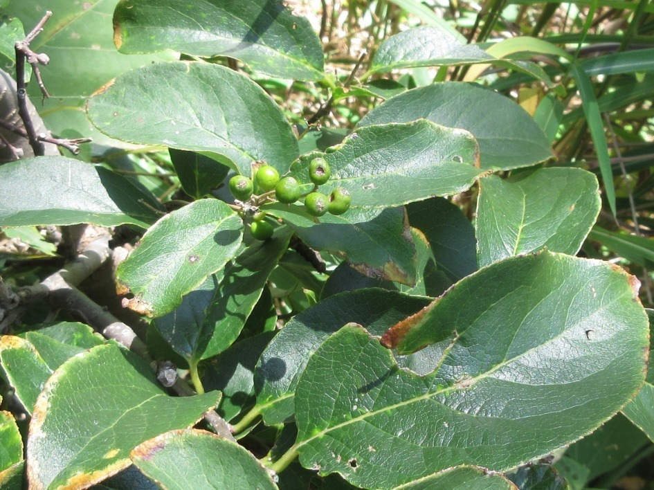 Symplocos tanakana