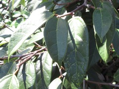 Ficus sarmentosa nipponica