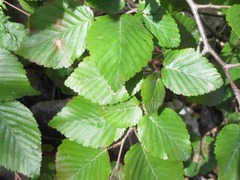 Carpinus turczaninovii