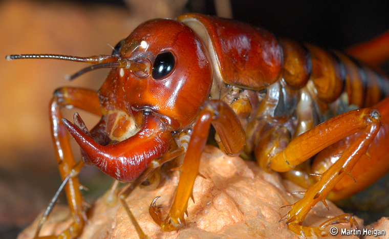 Parktown Prawn