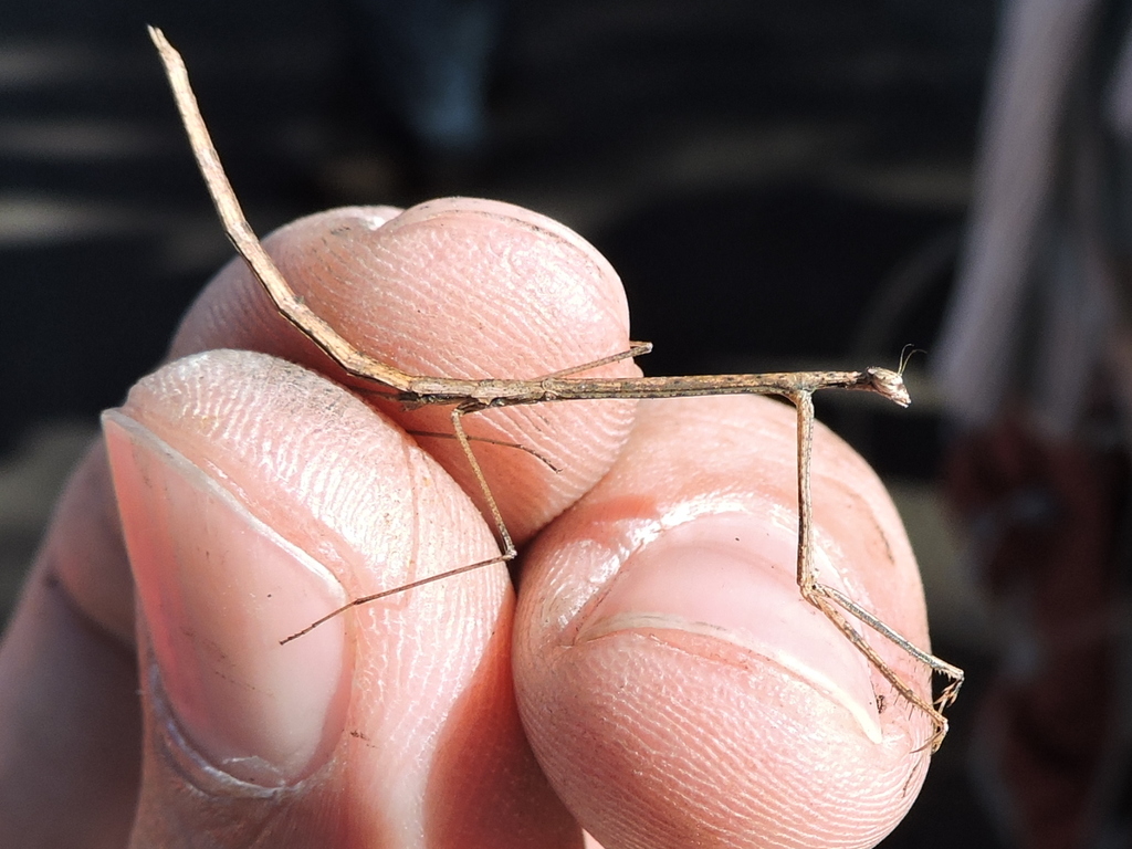 American Grass Mantis