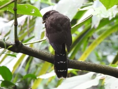 Micrastur ruficollis