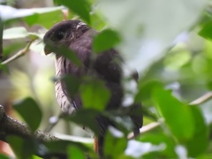 Micrastur ruficollis