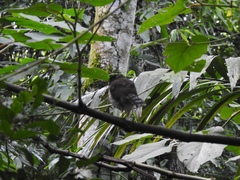 Micrastur ruficollis