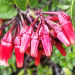 Macleania cordifolia