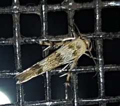 Stathmopoda tritophaea