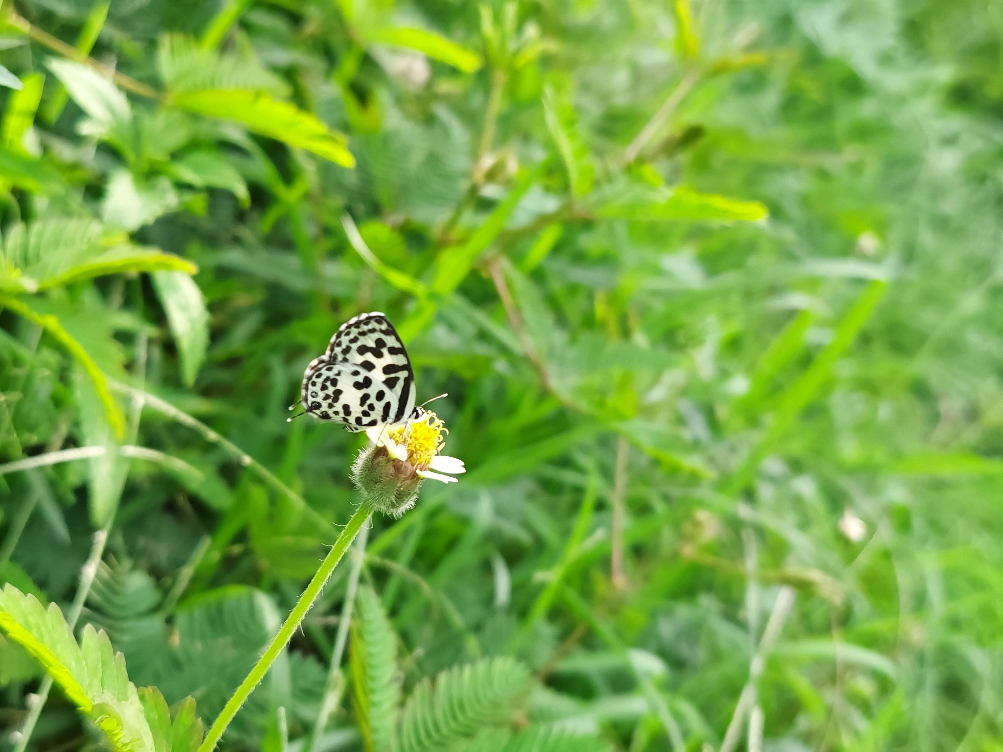Common Pierrot