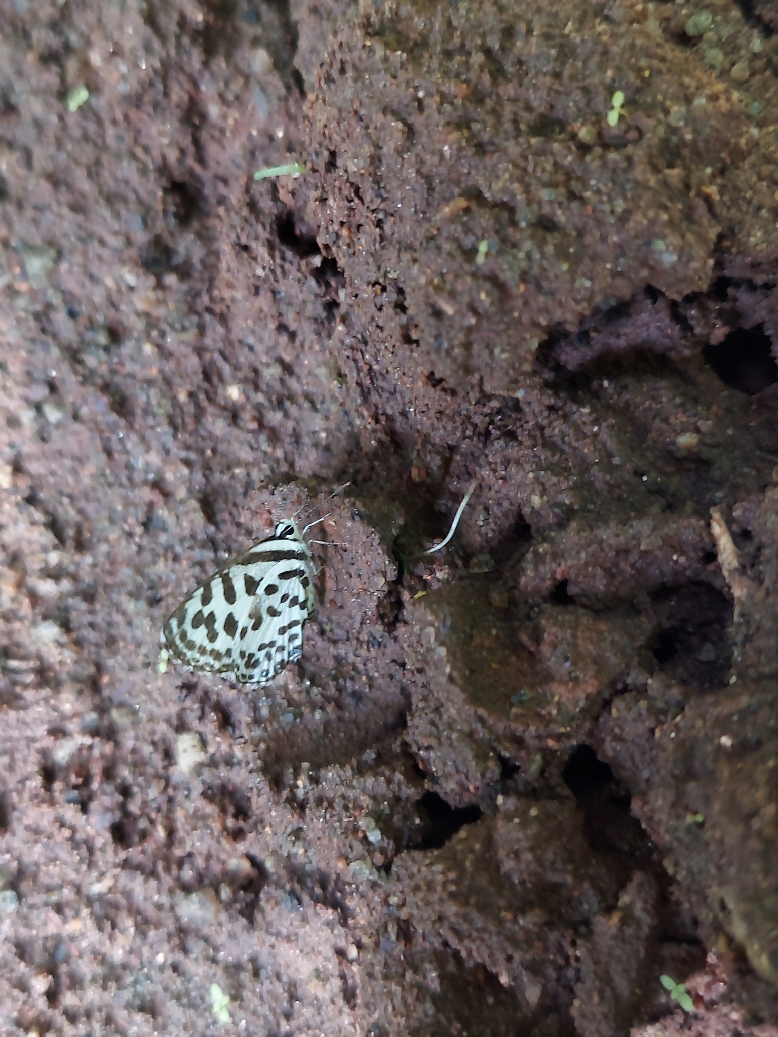 Common Pierrot