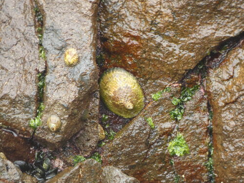 Lottia gigantea
