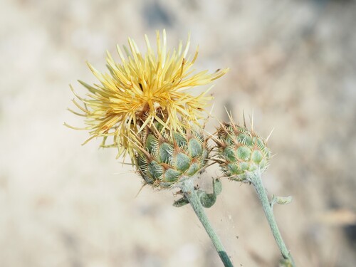 Upland Starthistle (Centaurea collina)