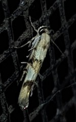 Stathmopoda tritophaea