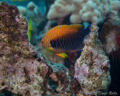 Centropyge potteri
