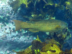 Olisthops cyanomelas