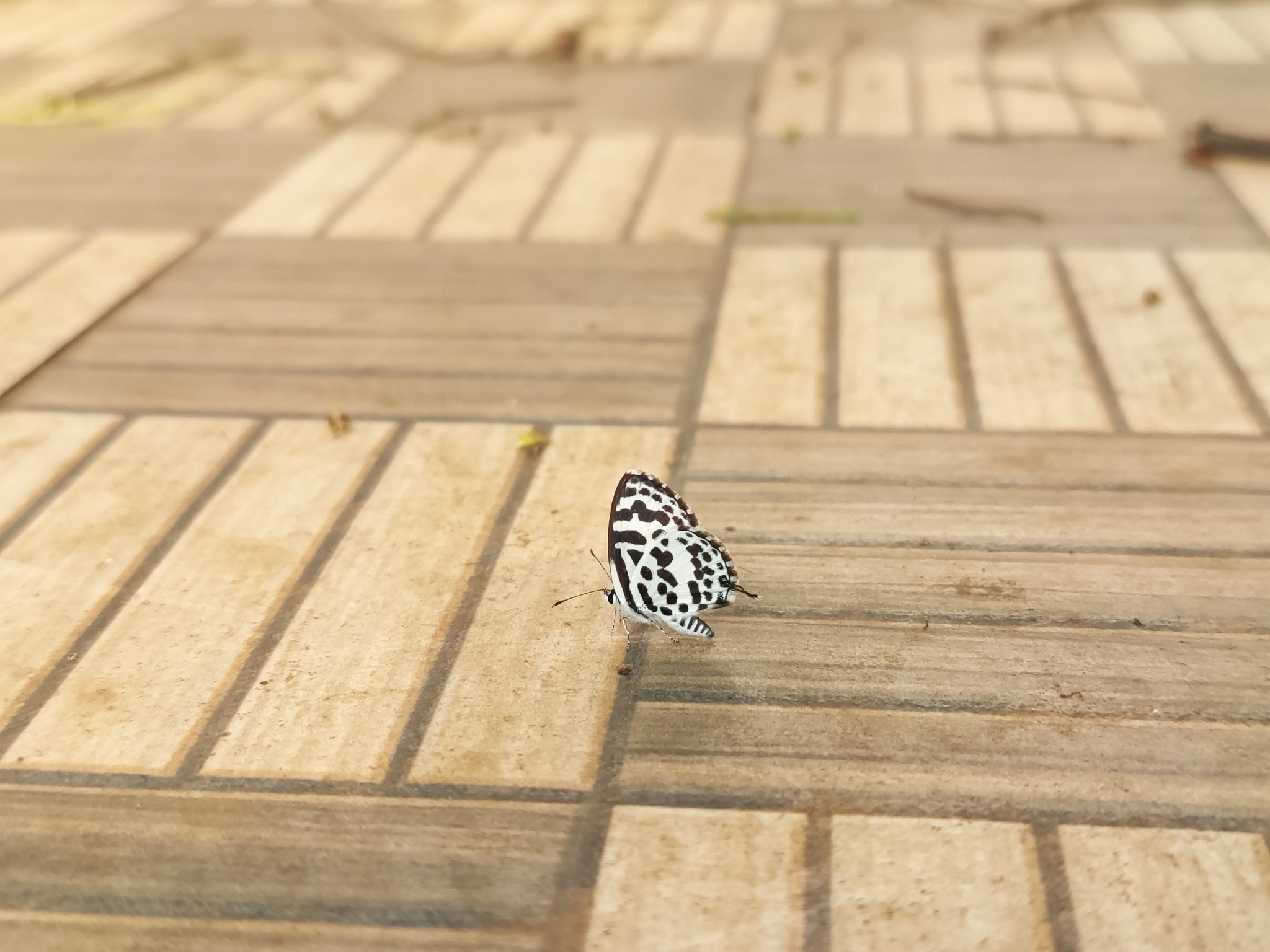 Common Pierrot