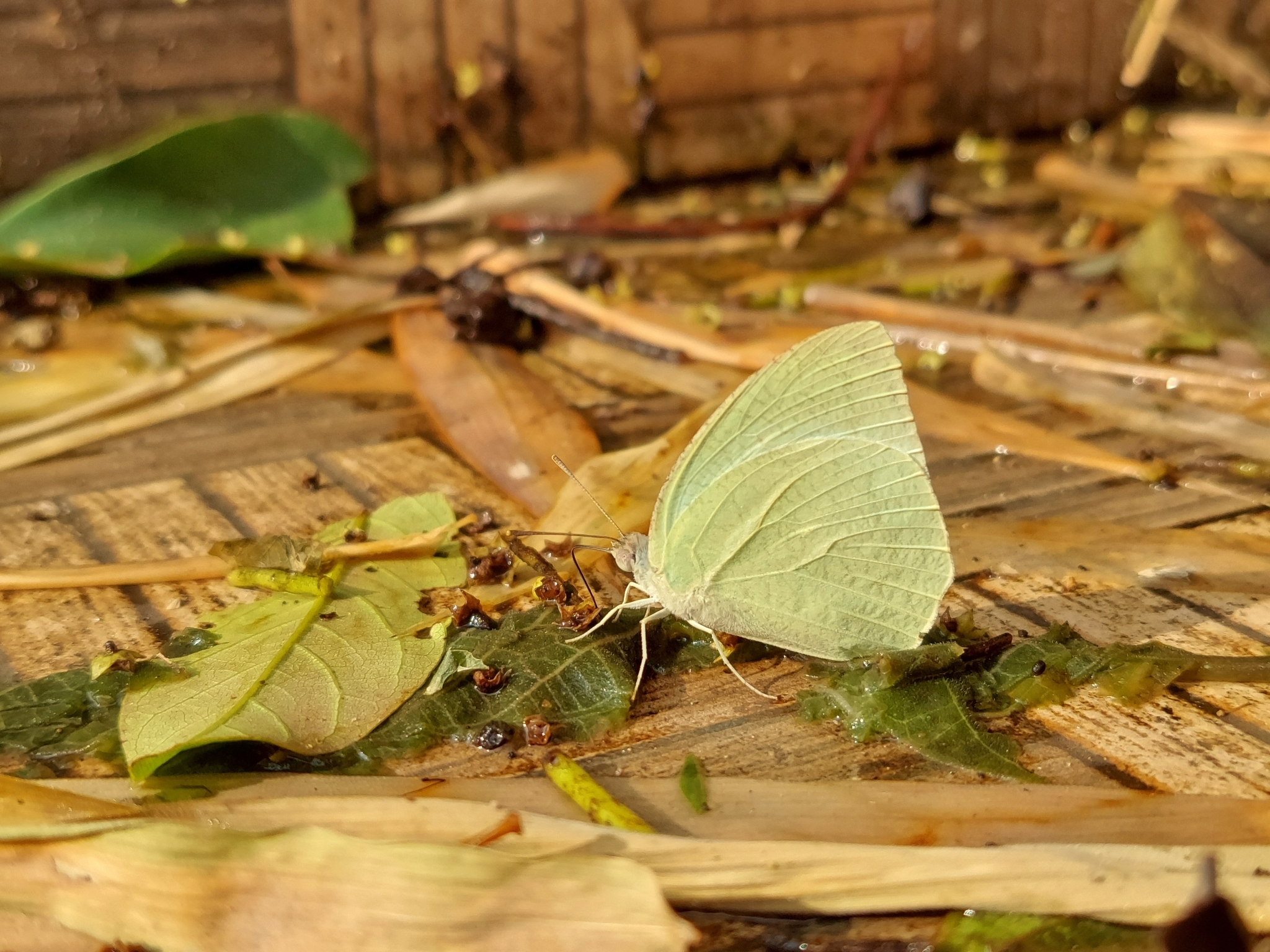 Mottled Emigrant