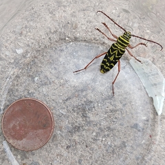 Megacyllene robiniae