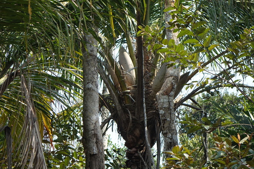 Image of Beccariophoenix madagascariensis by no rights reserved