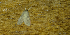 Ammatho cuneonotatus