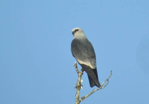 Mississippi Kite photographed in Arkansas