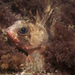 Gurnard Scorpionfishes - Photo (c) eschlogl, some rights reserved (CC BY-NC), uploaded by Erik Schlogl