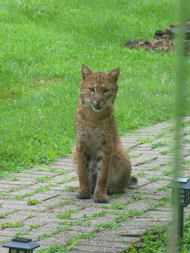 Bobcat photographed in New Jersey