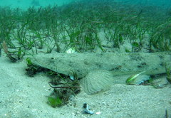 Platycephalus fuscus