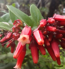 Macleania cordifolia
