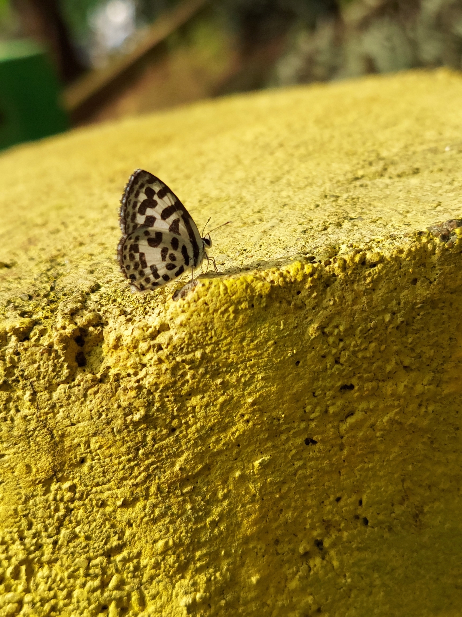 Common Pierrot