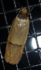 Eulechria hemisphaerica