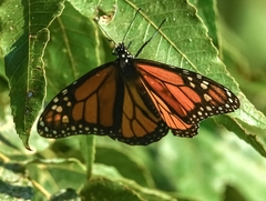 Danaus plexippus