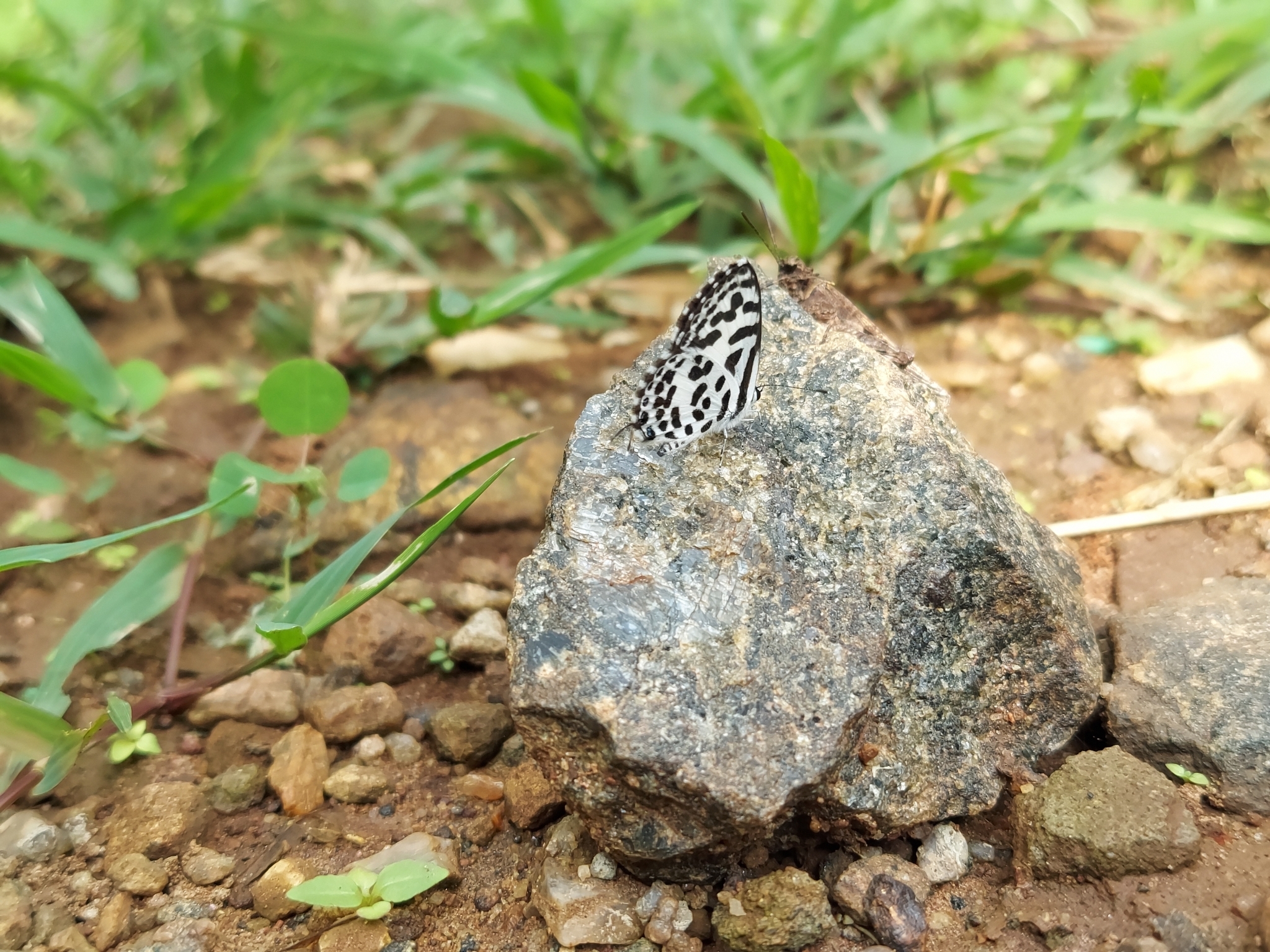 Common Pierrot