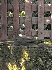 Dumetella carolinensis